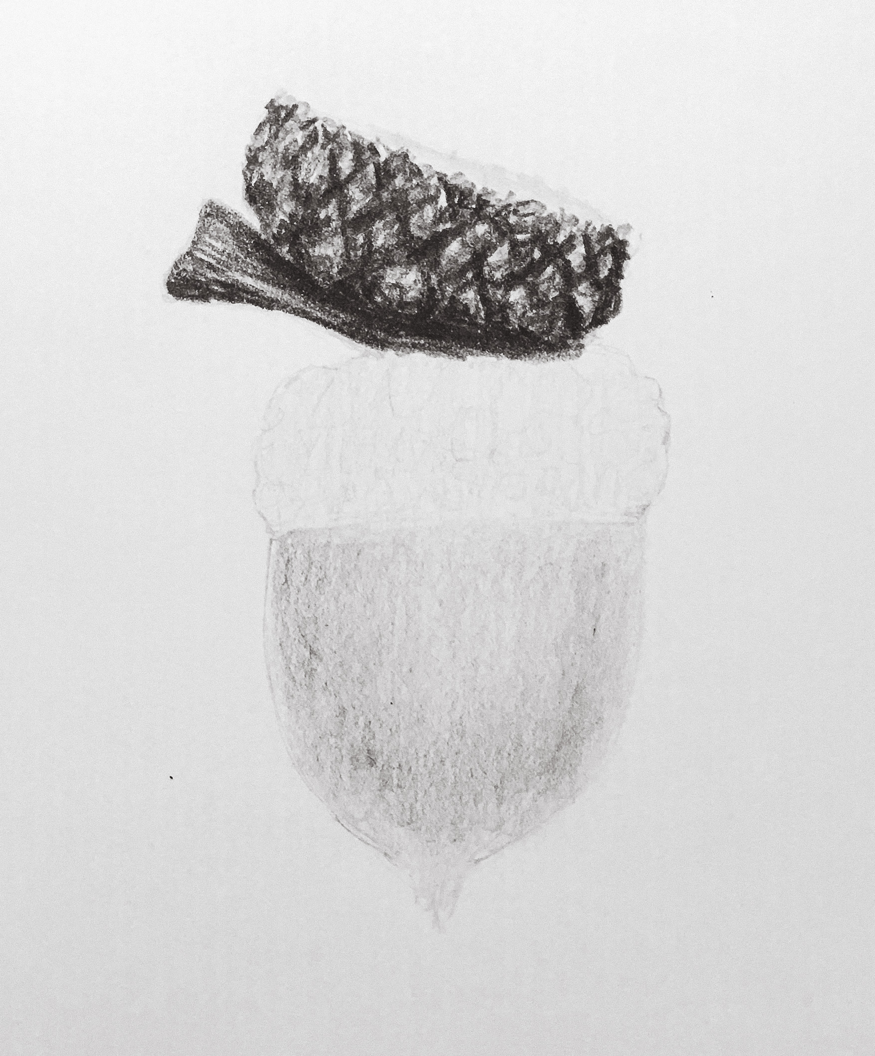 bohemian acorn drawing